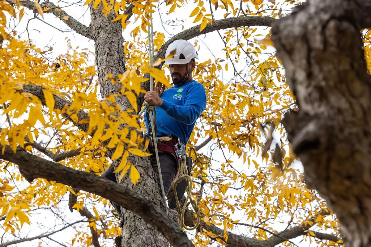 Skilled Dead Tree Removal crew working in Mason